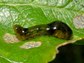 Caliroa cerasi larva